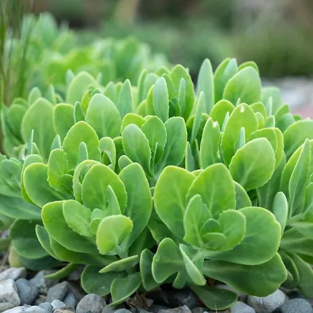 דירה Miejski Ogrod *