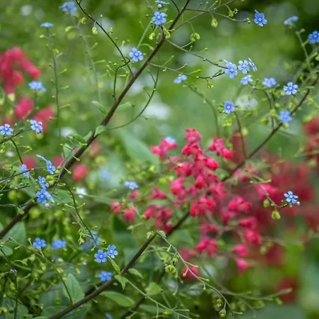 Miejski Ogrod דירה *