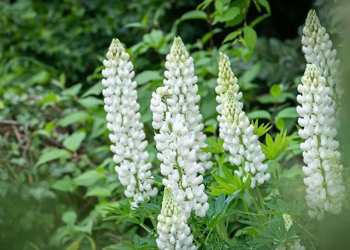 Miejski Ogród Apartament
