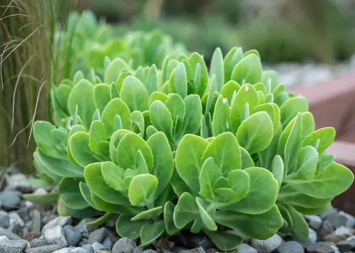 Apartament Miejski Ogród *