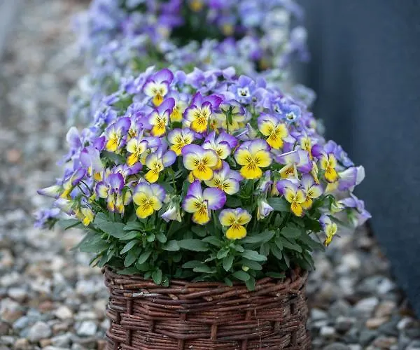 Apartmán Miejski Ogrod Bílsko-Bělá